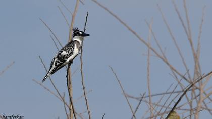 Alaca yalıçapkını