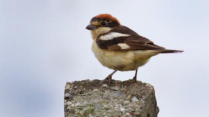 Kızılbaşlı örümcekkuşu