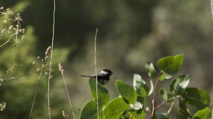 Akyanaklı baştankara