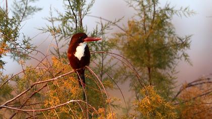 İzmir yalıçapkını
