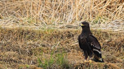 Büyük orman kartalı