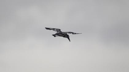 Alaca yalıçapkını