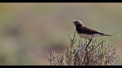 Kıbrıs kuyrukkakanı