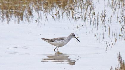 Bataklık düdükçünü