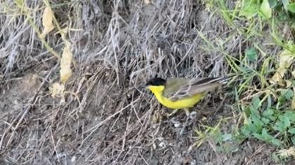 Sarı kuyruksallayan