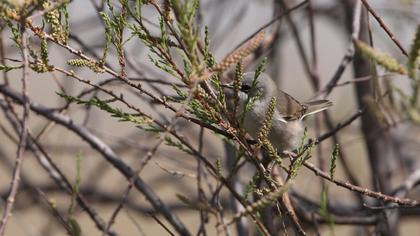 Küçük akgerdanlı ötleğen