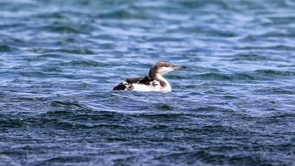 Karagerdanlı dalgıç