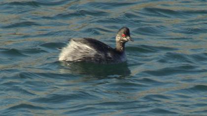 Karaboyunlu batağan