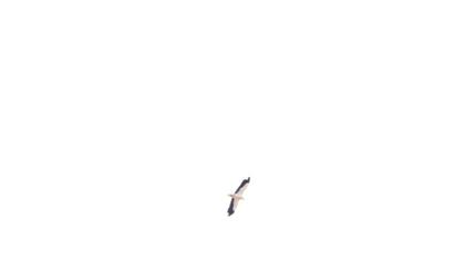Egyptian Vulture
