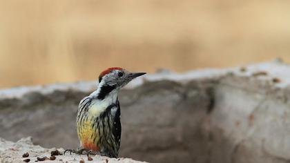 Middle Spotted Woodpecker