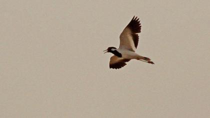 Red-wattled Lapwing