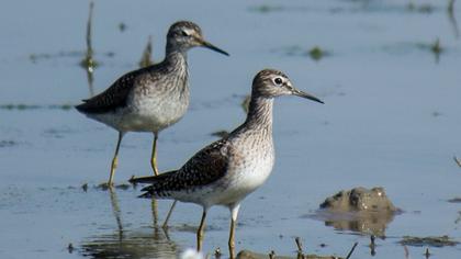 Orman düdükçünü