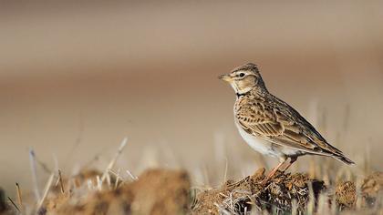 Küçük boğmaklı toygar