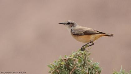 Kızılca kuyrukkakan