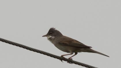 Akgerdanlı ötleğen