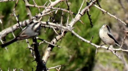 Uzunkuyruklu baştankara