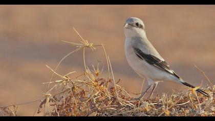 Büyük örümcekkuşu