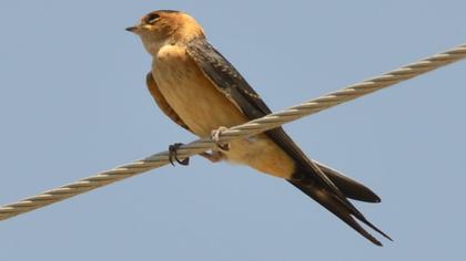 Kızıl kırlangıç