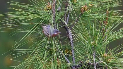 Bıyıklı ötleğen