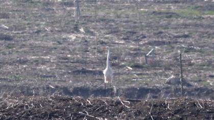 Büyük ak balıkçıl