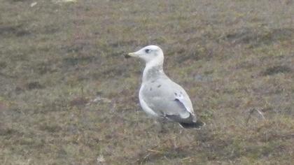 Büyük karabaş martı