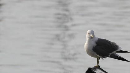 Küçük gümüş martı