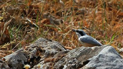 Büyük kaya sıvacısı