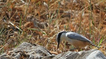 Büyük kaya sıvacısı