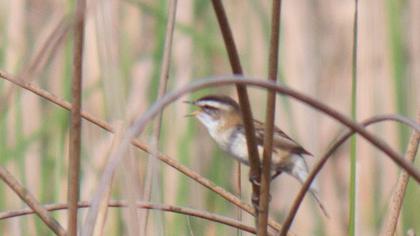 Bıyıklı kamışçın