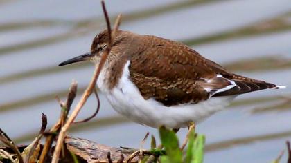 Common Sandpiper