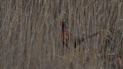 Common Pheasant
