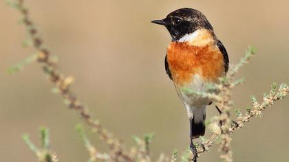 Siberian Stonechat