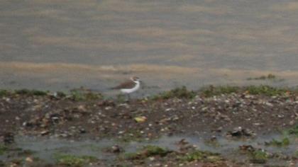 Kentish Plover