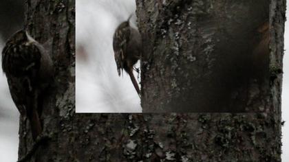 Bahçe tırmaşıkkuşu