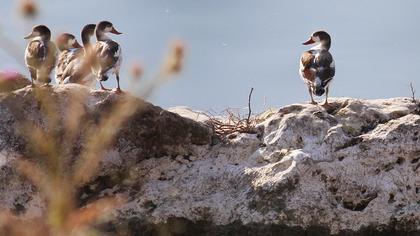 Common Shelduck
