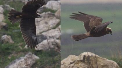 Western Marsh Harrier