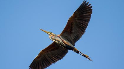 Purple Heron