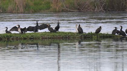 Great Cormorant