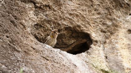 Rock Sparrow