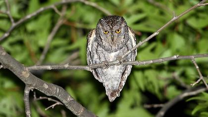 Eurasian Scops Owl