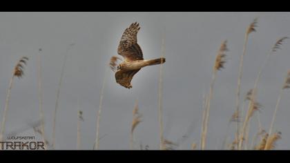 Hen Harrier