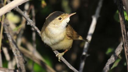 Çalı kamışçını