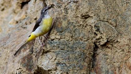 Dağ kuyruksallayanı