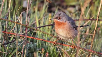 Bıyıklı ötleğen