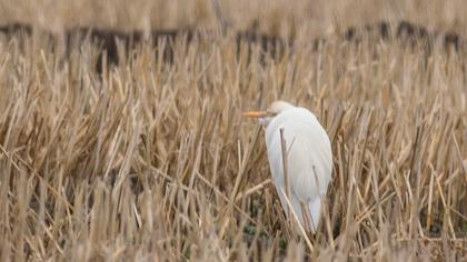Sığır balıkçılı