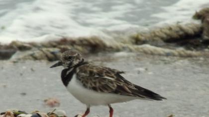 Ruddy Turnstone