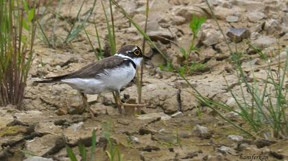Halkalı küçük cılıbıt
