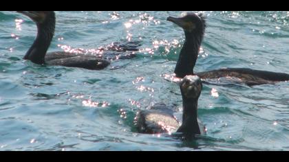 Great Cormorant