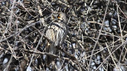 Kulaklı orman baykuşu