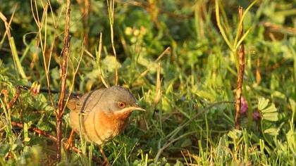 Bıyıklı ötleğen